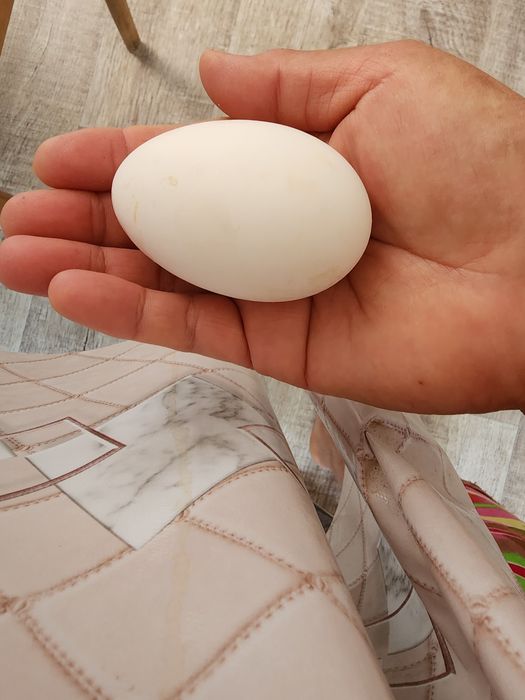 Продаются домашние утиные, гусиные яйца