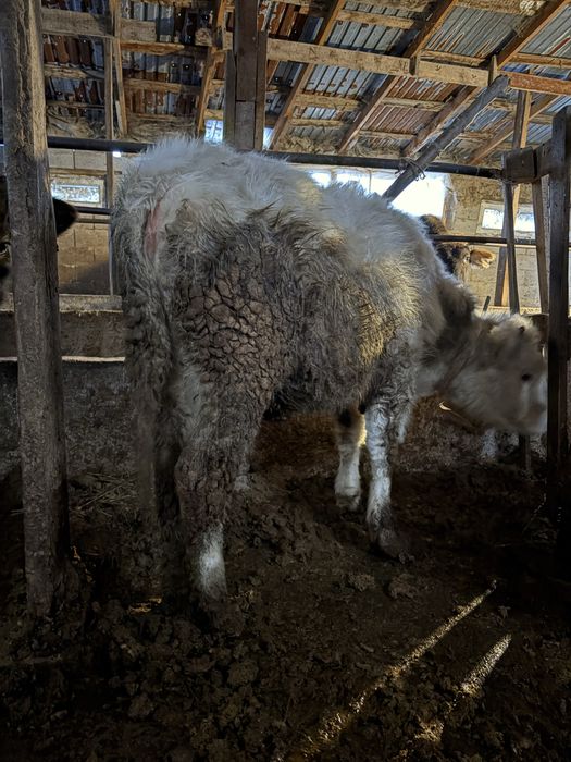 Тайынша сатылады 11 айлық.