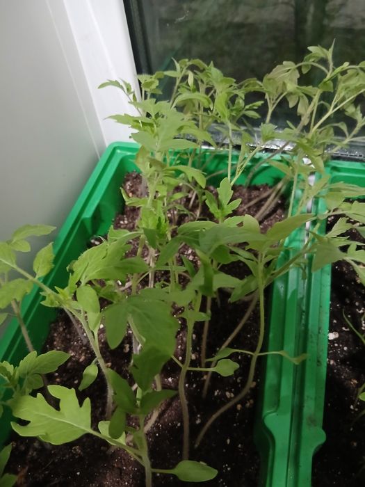 Продам рассаду помидоры