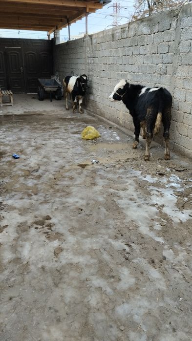 2 ta gibrit buqalar sotiladi yeb ichishlari zur