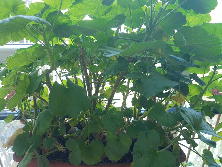 Мушкато,големи ,отгледани в саксия,Последни бройки,намалени 50лв,