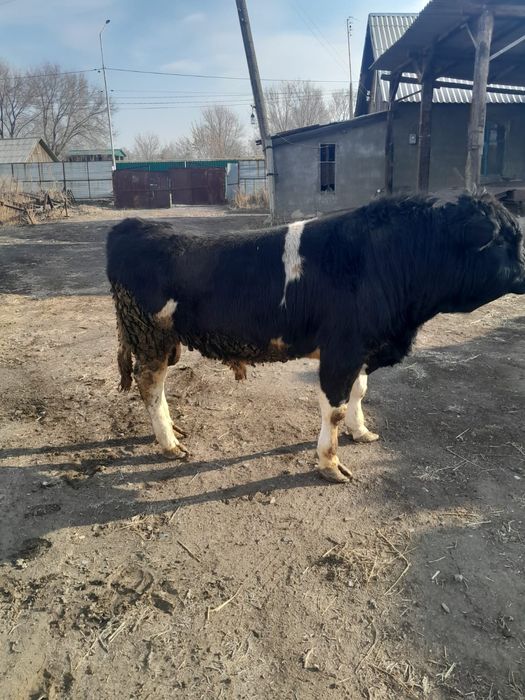 Продам племеного быка