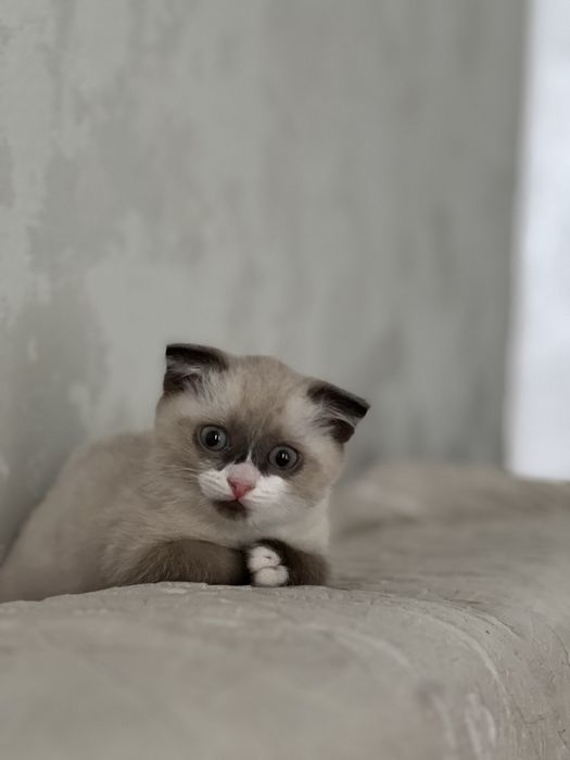 Котенок метис  рэгдолла продаю