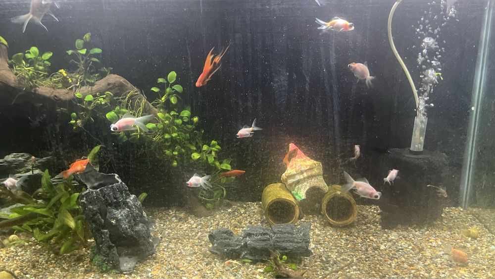 Телескоп белыйе