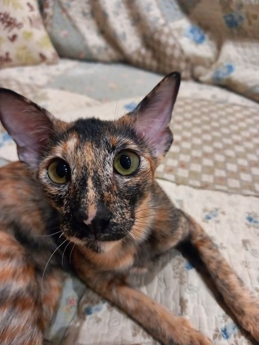 Продам ориентального котенка, девочку