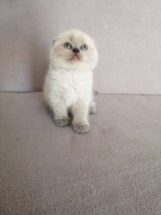 Малко късокосместо котенце