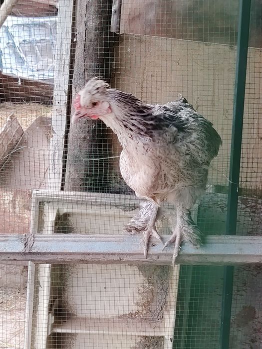 Hamasi tezda sotiladi