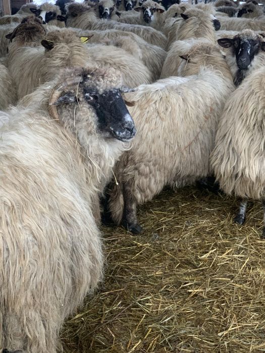 Oi țurcane de vânzare cu miei