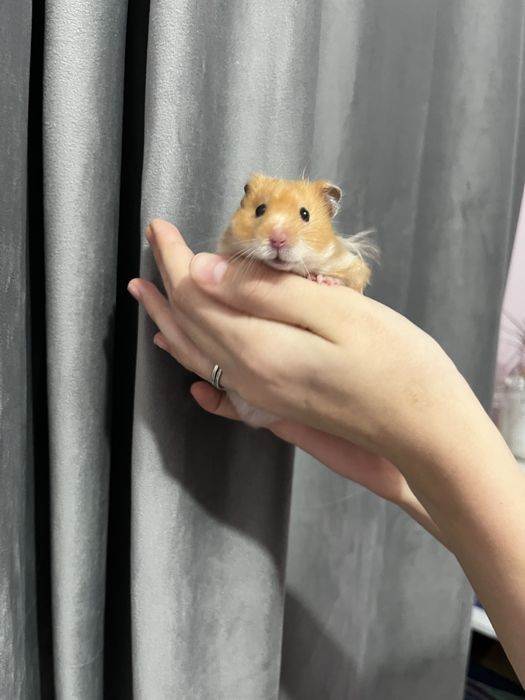 Хомячок сирийский