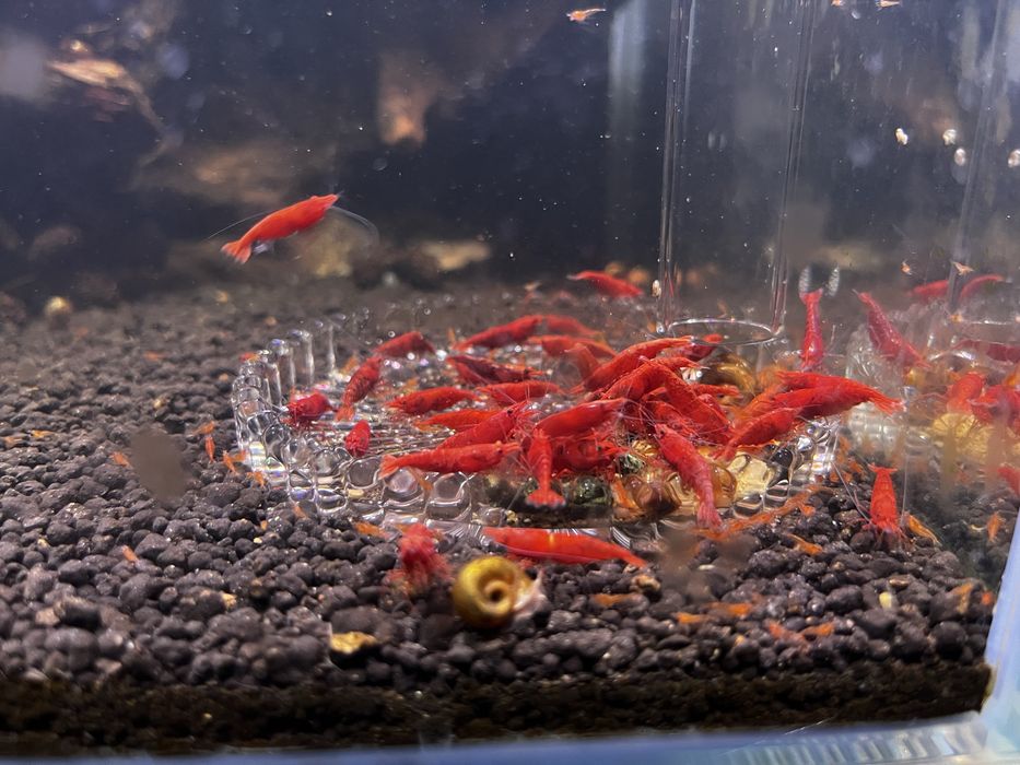 20 + 8 gratis Mix neocaridina creveti Blue Red Yellow Orange Sakura