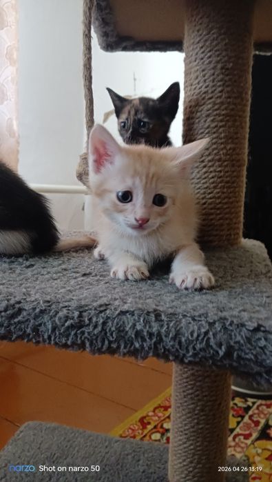 Отдам котят даром!