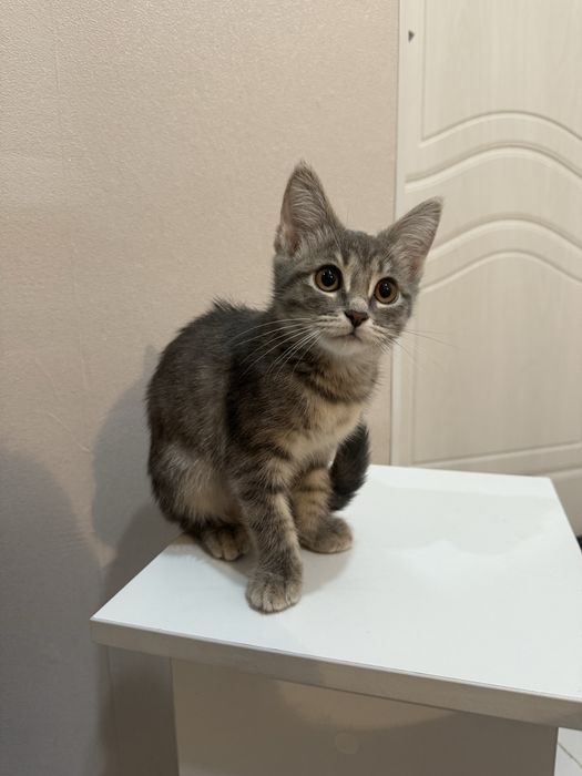 Котята с документами! Чипированные