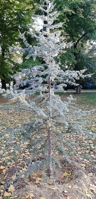 Plante ornamentale de grădină, verzi tot anul: lavandă, euonymus, yuca