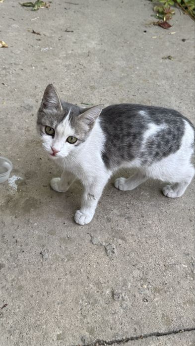 Кошка домашняя девчка