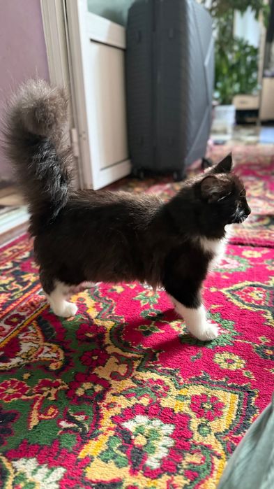 Mushukcha Tekinga beraman. Pushistik