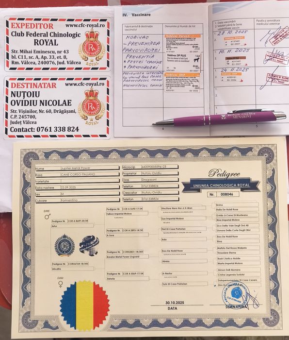 Mascul Cane Corso formentino,cu Pedigree+