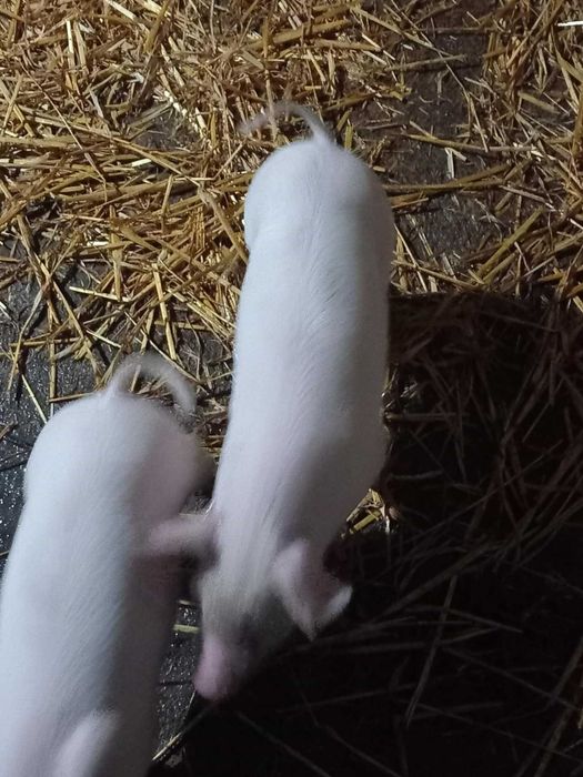 Прасета           .