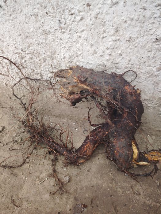 Продам коряги для аквариума продам звоните