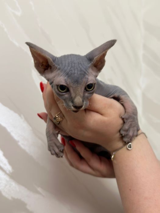 Чистокровная девочка сфинкс 2 месяца