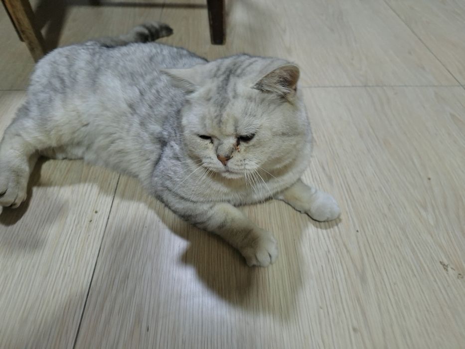 Schottish mushuk sotiladi