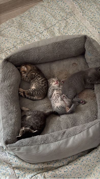 Отдам котят в добрый руки