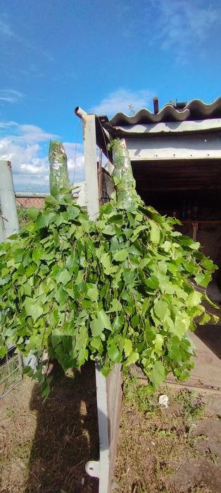 Продам банные веники.