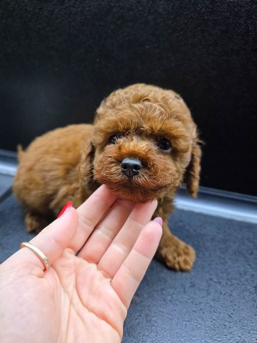 Момче пудел toy...