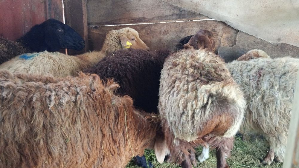 Семиз Кой сатылады продаётся отборные  бараны