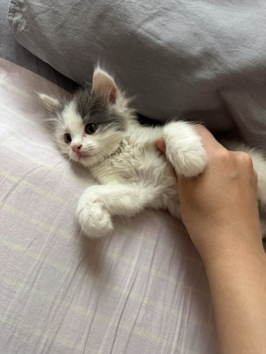 Кошка около 3 месяца в добрые руки