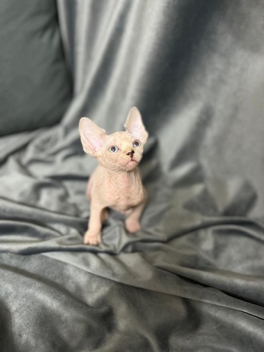 Канадские сфинксы