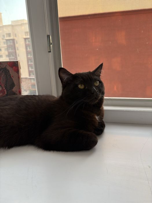 Отдадим   котика