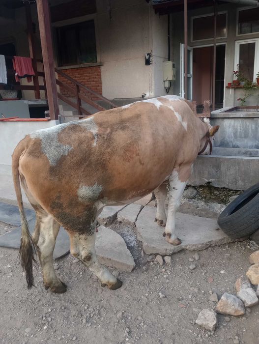 Vând vacă Bălțată Românească, gestantă, 5 ani – talie foarte mare, fără coarne, foarte bună de lapte