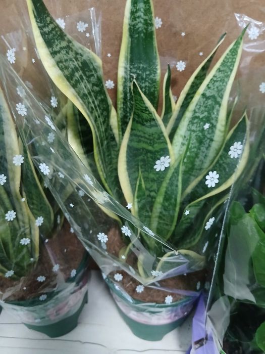 Сансивьерия разные распродажа