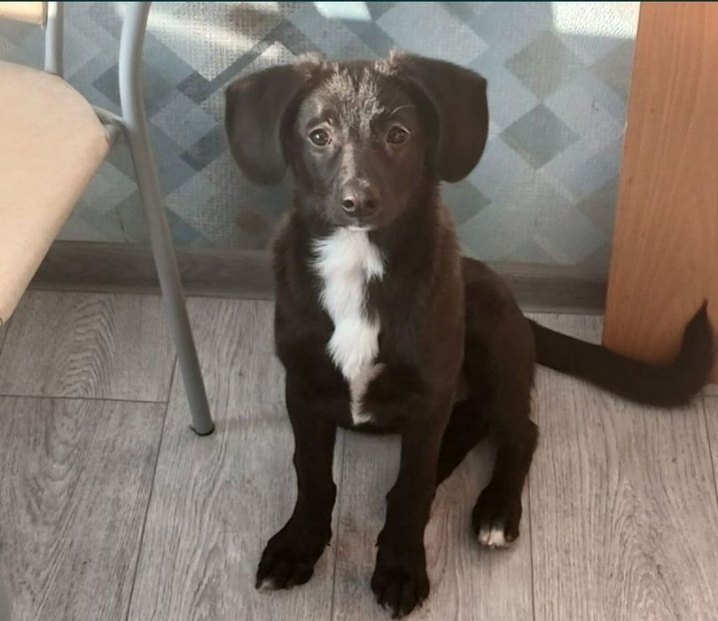 Отдам щенка приученного