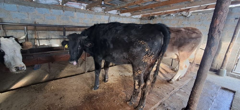 Продам корову 2 годовалый