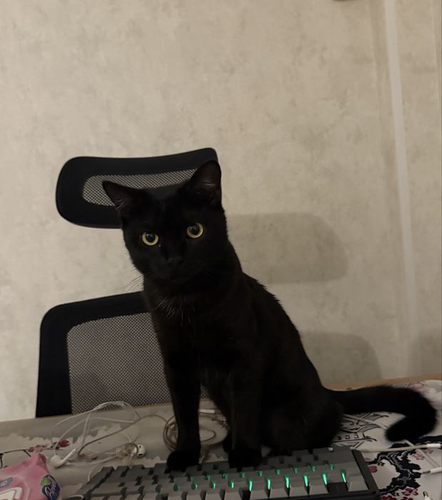 Котенок в добрые руки