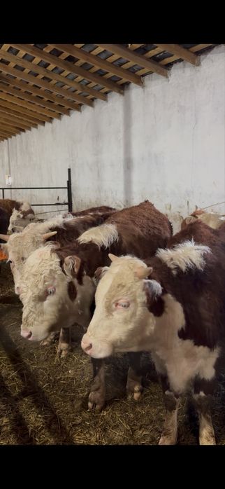 Ақ бас бык белоголовый