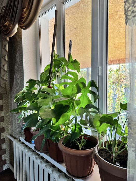 Домашние комнатные цветы