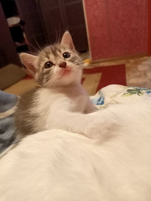 Добрые руки котенек