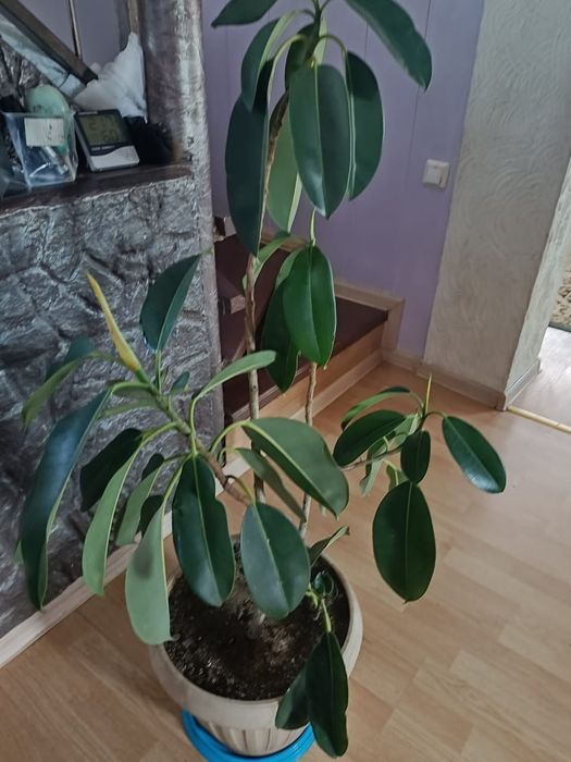 Комнатные растения