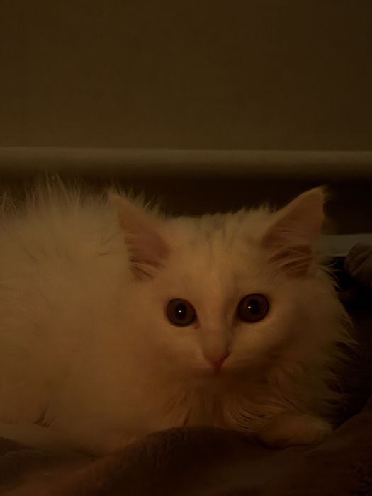 Отдам кошечку беслпатно