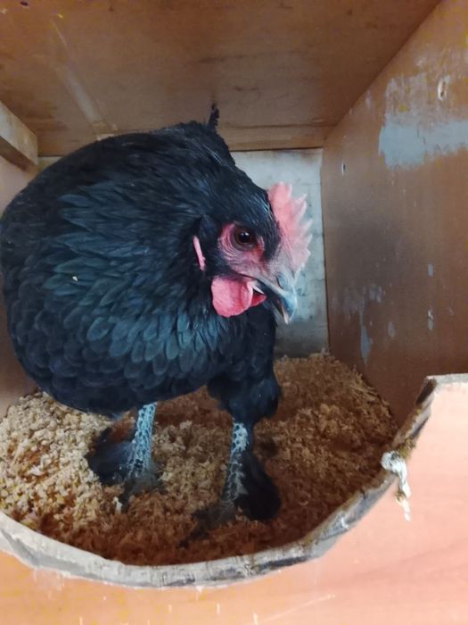 Андижон кора шахзода товуклари