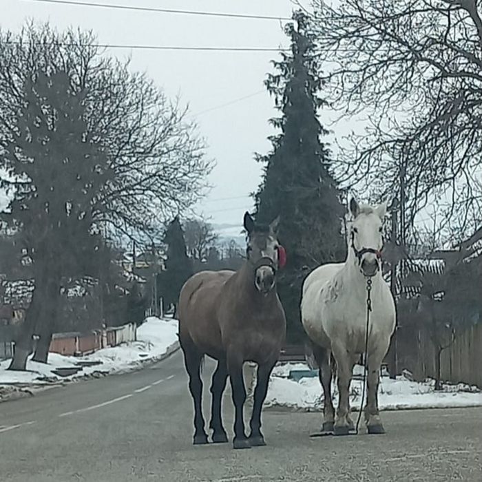 Cai de vânzare în com Faurei