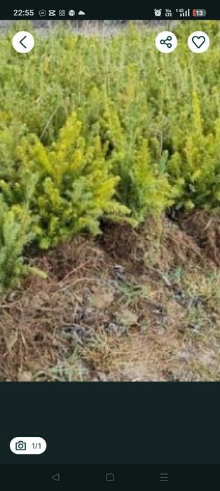 Avem oferită la puieți tratați salcâm mesteacăn brad molid pin Tei fag