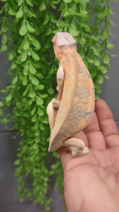 Леопардов хамелеон