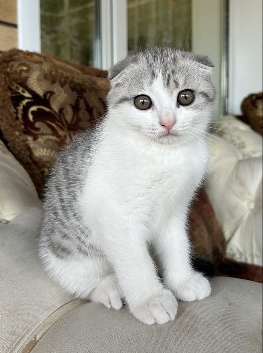 Британский Котенок