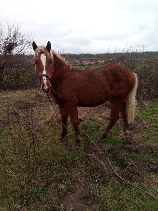 Cârlan de vânzare  în mai face 2 ani