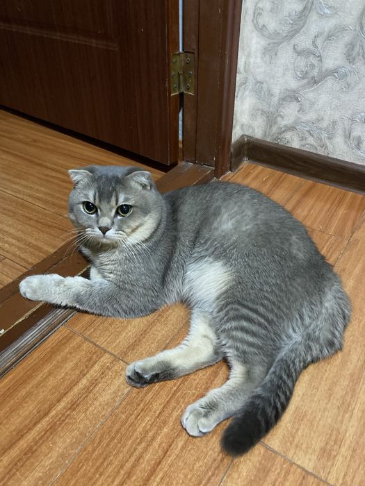 Вязка кота, скотиш фолд с красивым окрасом !