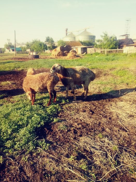 Продам кошкара на племя