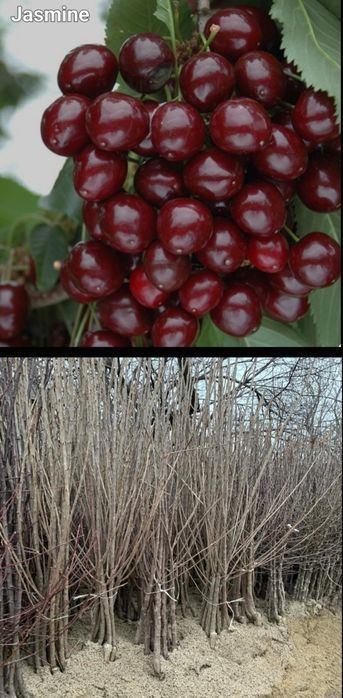 Caisi-pomi fructiferi